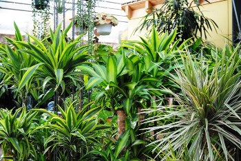Dracaenen
