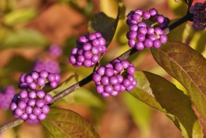 Liebesperlenstauch (Callicarpa)