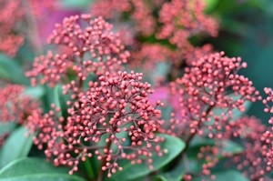 Blütenskimmie (Skimmia)