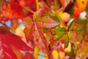 Amberbaum (Liquidambar)