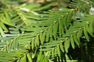 Sumpfzypresse (Taxodium)