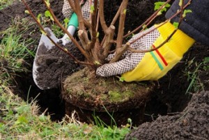 Strauch einpflanzen - planting a shrub 12