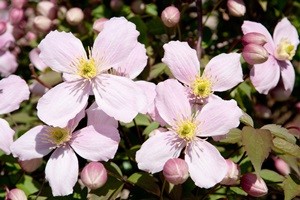 Clematis montana