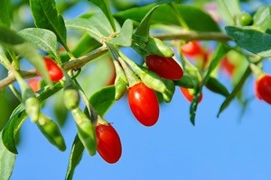 Goji Beere - goji berry 09