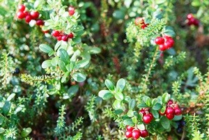 Reb cowberries growing on green brunches