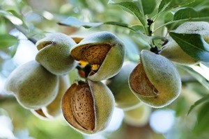 Almonds on tree