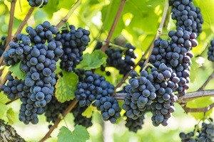 Red bunch of grapes in the vineyard