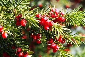 Eibe (Taxus)