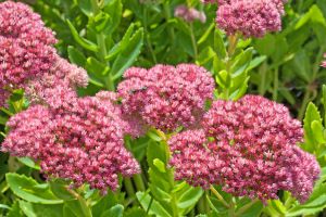  64832838 M. Schuppich Impessum
