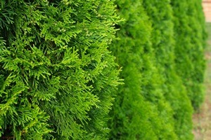 (Scheinzypresse) Thuja