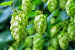 Humulus