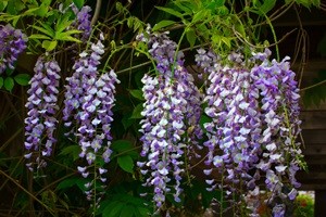 Flowering Wisteria