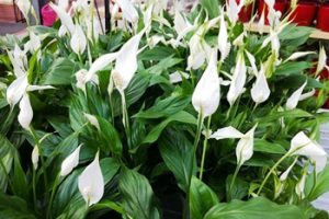 Zimmerpflanzen IMG 2471 Kopie 1