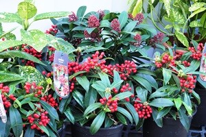 Skimmia