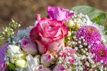 rose 3363810 640 1 Impressum 1