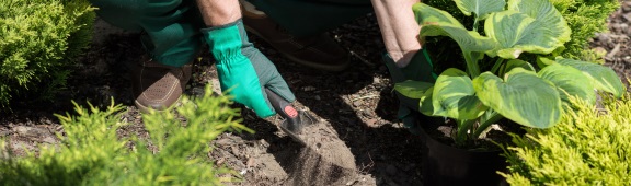 Seeding plants in the garden