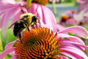 Echinacea 300 1