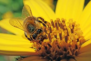 bee 4130700 1920 1