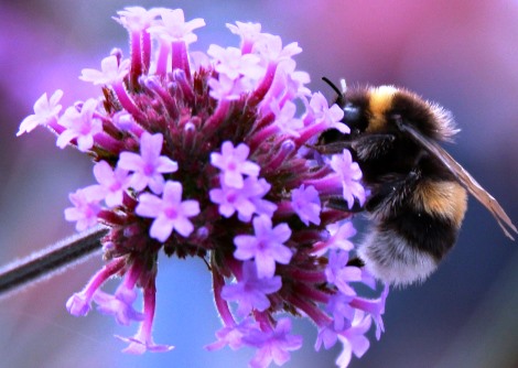 bumblebee 1307601 1920