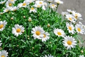 daisies 1373075 640 2 Kopie 2