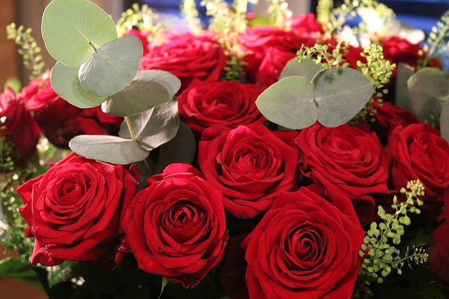 red roses 1925803 640