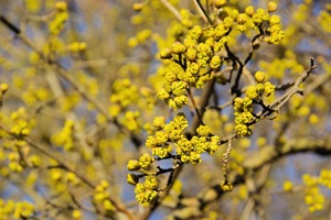 Baumschule 11725727 LianeM