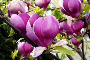  64727582 Maria Brzostowska Impressum