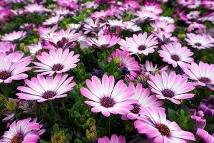 flower 4190723 640 Impressum