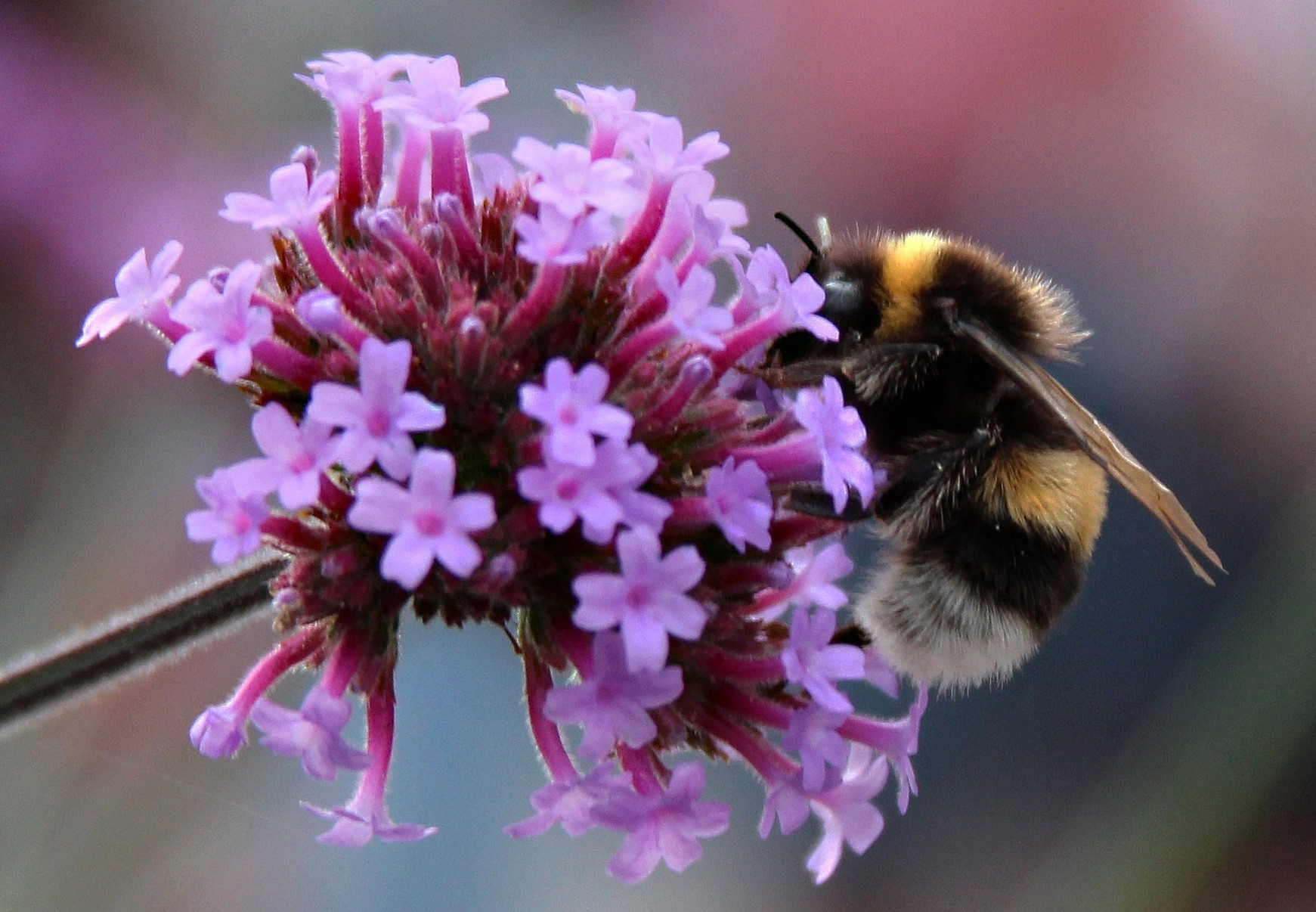 bumblebee 1307601 1920 Kopie
