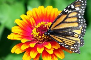 monarch 18140 1920 Impressum