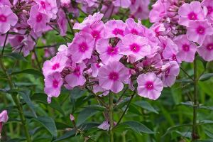 phlox 3530642300