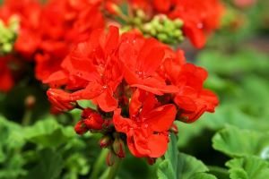 flower 2370674 640 impressum 1