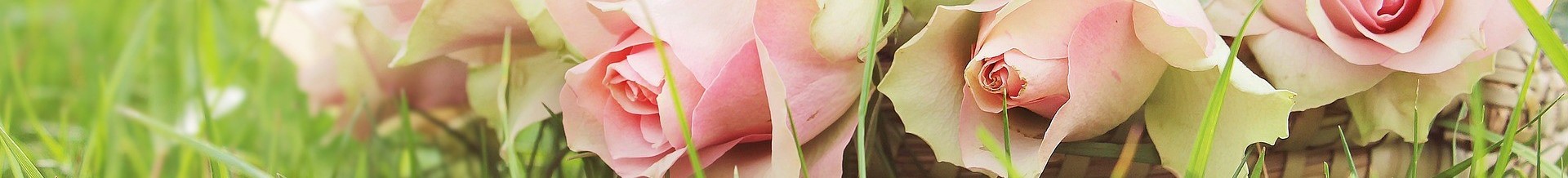 beautiful flowers gdf78e616b 1920