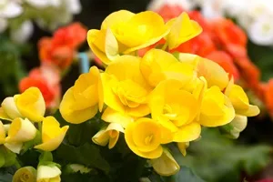  81373073 joloei Impressum