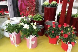 Zimmerpflanzen IMG 3675